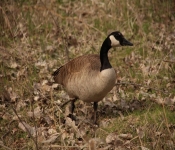 2014 04 27 WestwoodHills 019